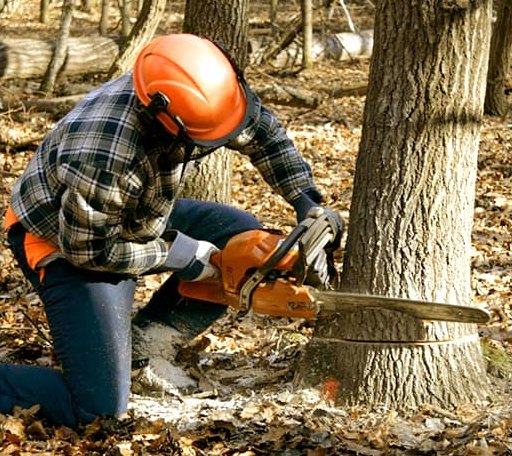 Tree Removal in Olivia, MN